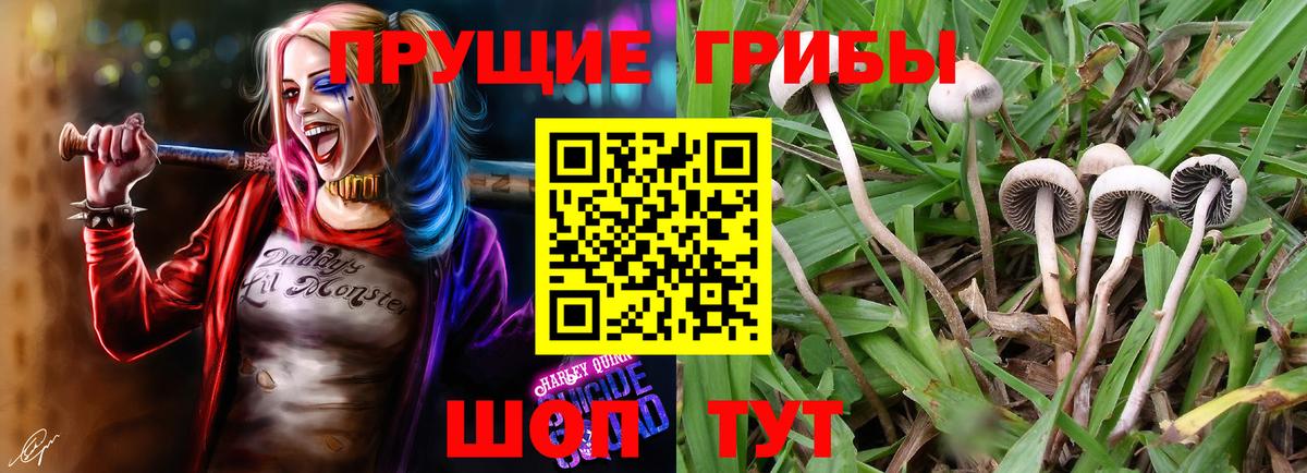 Ногинск  Псилоцибиновые грибы MAGIC MUSHROOMS  Вход с VPN 